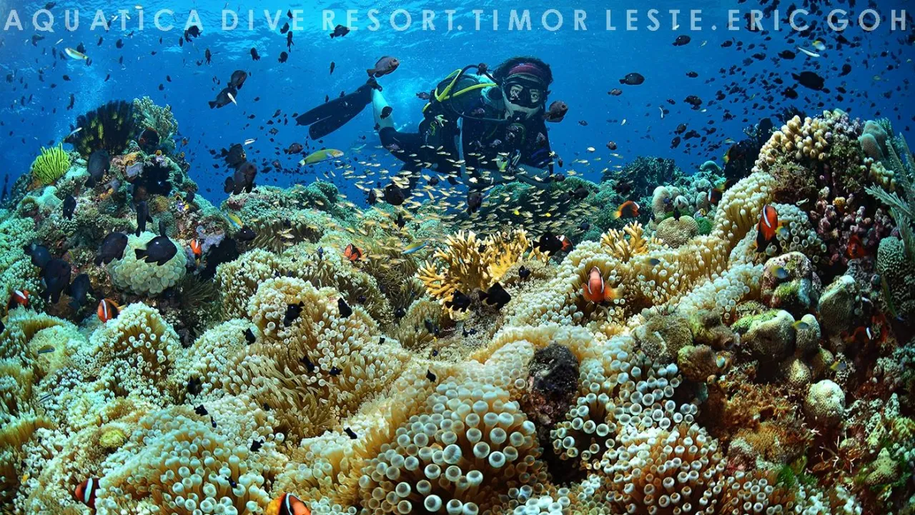 Aquatica Dive Resort