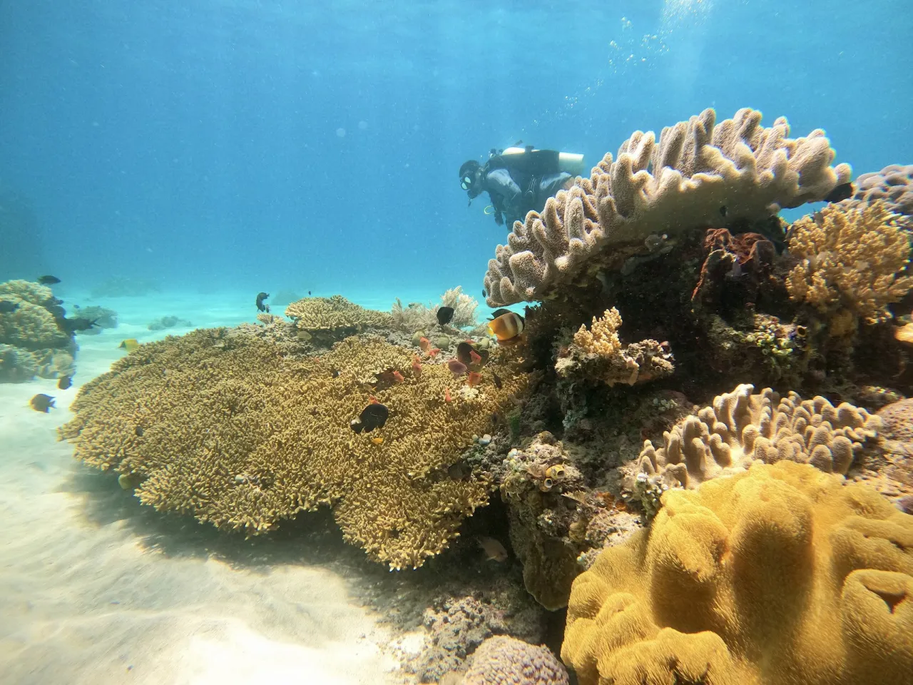 Aquatica Dive Resort