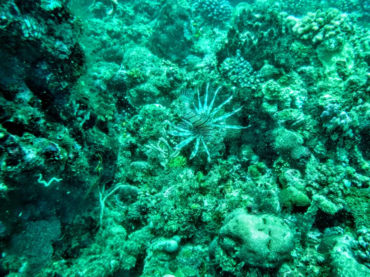 Aquatica Dive Resort