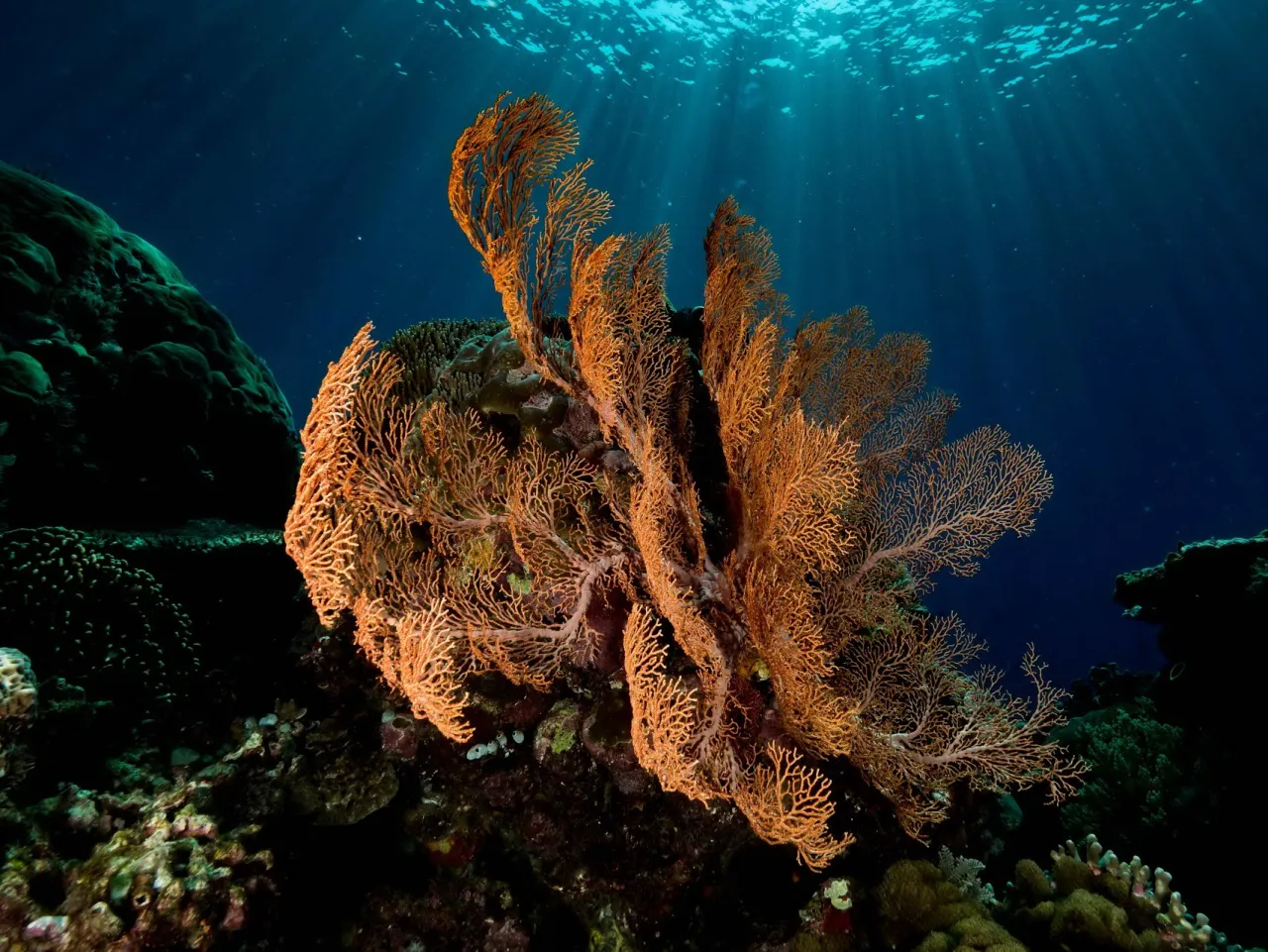Atauro Dive Resort- Timor Leste