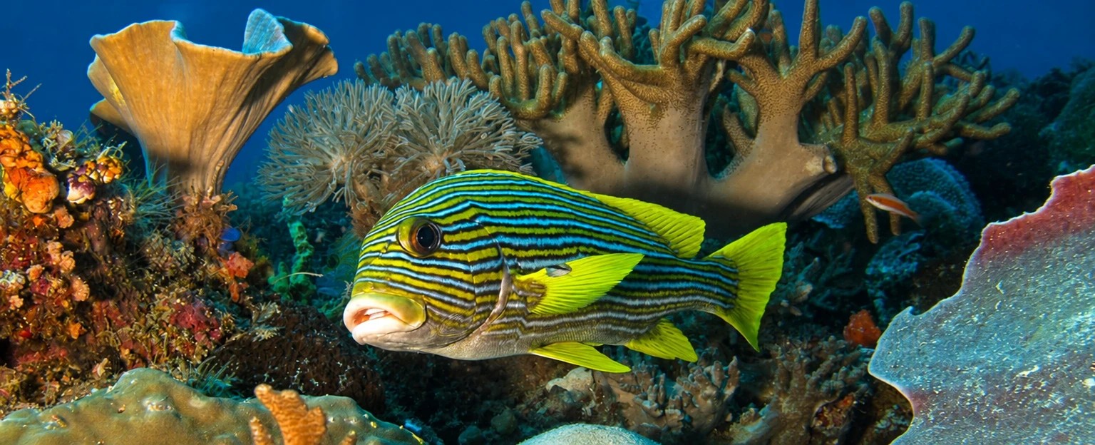 Atauro Dive Resort