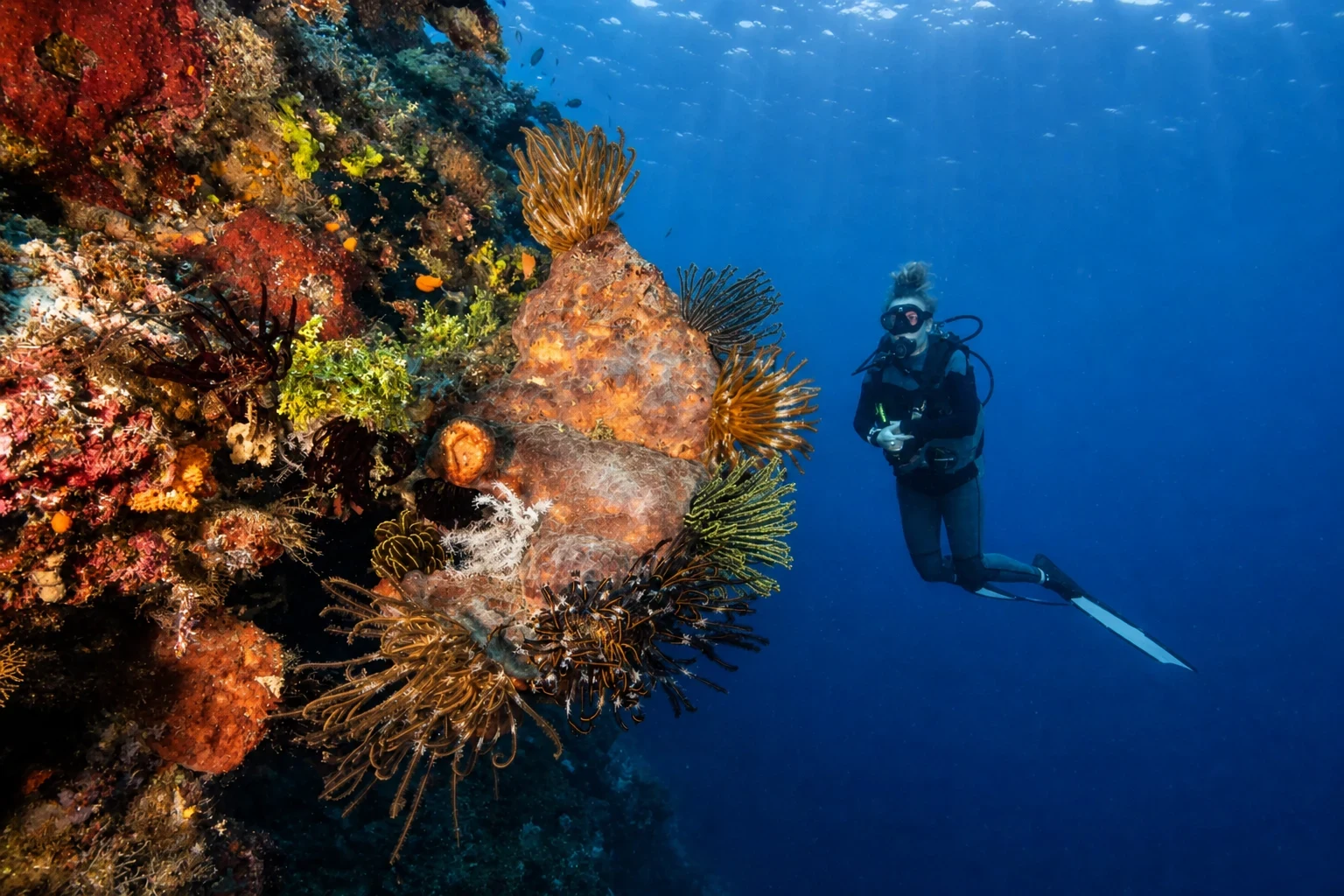 ATMTL — Marine Tourism Association of Timor-Leste