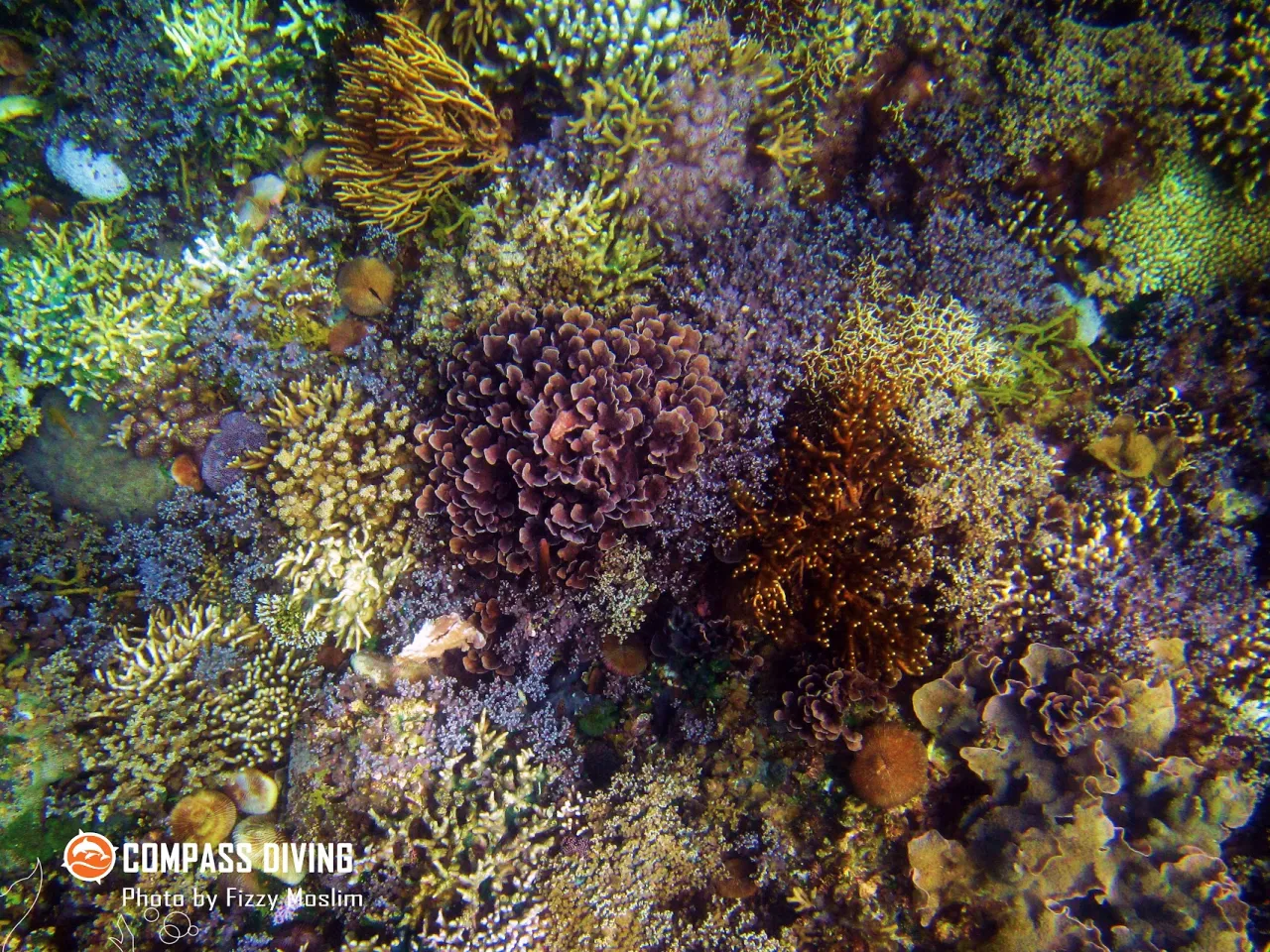 Compass Diving