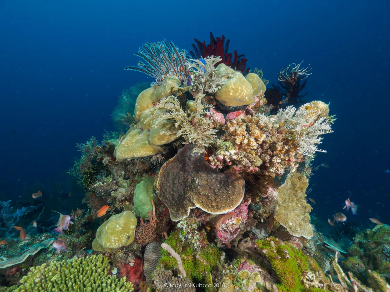 Dreamers Dive Academy