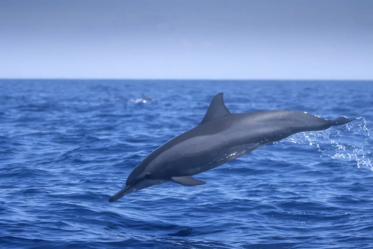 Dreamers Dive Academy