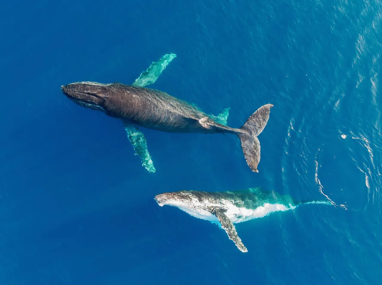 Moby Wildlife Tours
