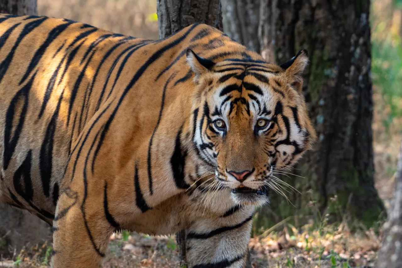 Moby Wildlife Tours