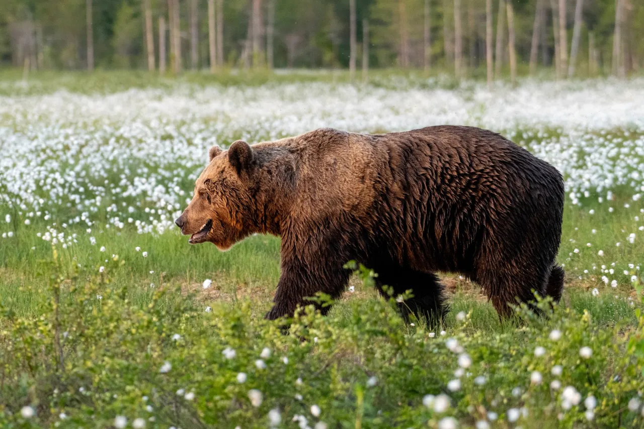 Moby Wildlife Tours