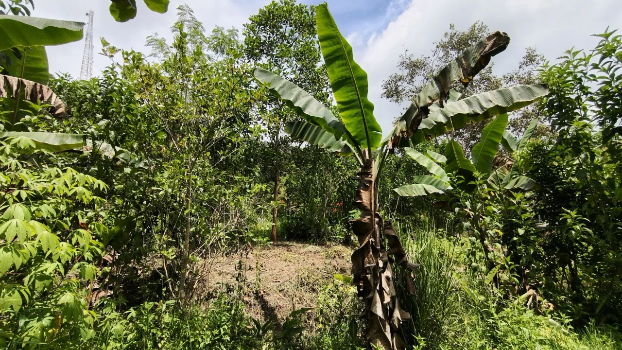 Posada Txiriboga – Dili Vanilli Farmstay
