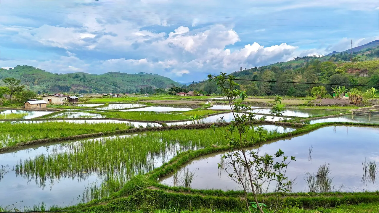 Timor Indigenous Tours