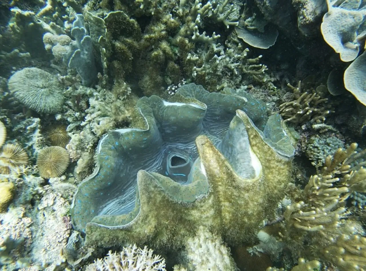 Timor Unearthed